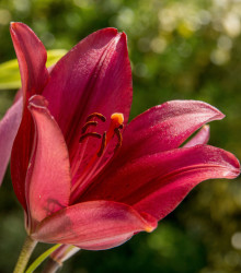 Lilie Purple Dream – Lilium asiatica – cibulky lilií