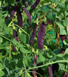 Hrách fialový Shiraz - Pisum sativum - semena - 30 ks