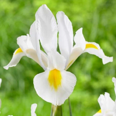 Kosatec holandský White Excelsior - Iris hollandica - cibuloviny - 3 ks