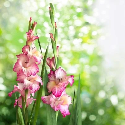 Mečík Priscilla - Gladiolus - cibuloviny - 3 ks