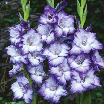 Mečík Triton - Gladiolus - cibuloviny - 3 ks