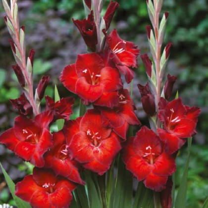 Mečík Azuro - Gladiolus - cibuloviny - 3 ks