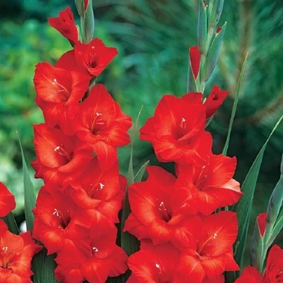 Mečík Mascagni - Gladiolus - cibuloviny - 3 ks