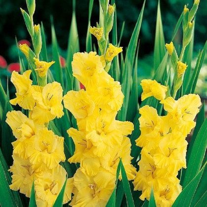 Mečík Yellow Frans - Gladiolus - cibuloviny - 3 ks