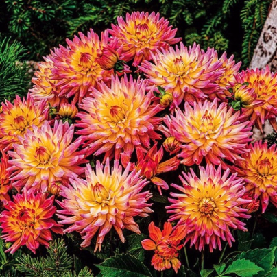 Jiřinka Melody Gipsy - Dahlia - cibuloviny - 1 ks