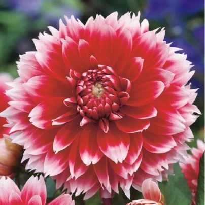 Jiřinka Red and White Fubuki - Dahlia - cibuloviny - 1 ks