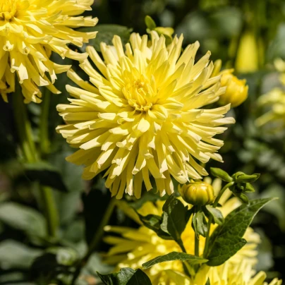 Jiřinka Kenemerland žlutá - Dahlia - cibuloviny - 1 ks