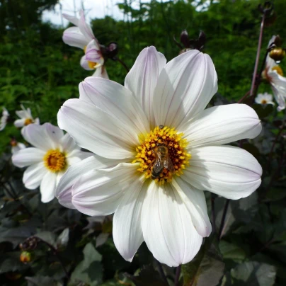 Jiřinka Bishop of Dover - Dahlia - cibuloviny - 1 ks