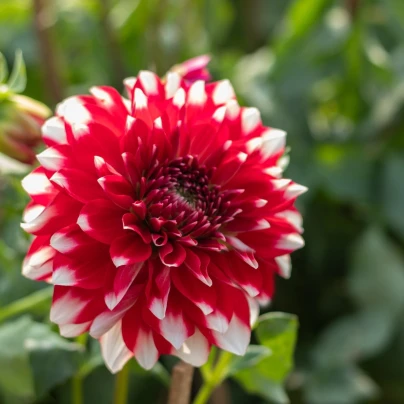 Jiřinka Red and White Fubuki - Dahlia - cibuloviny - 1 ks