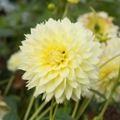 Jiřinka Canary Fubuki - Dahlia - cibuloviny - 1 ks