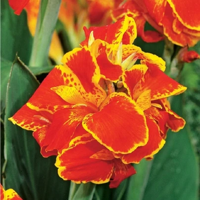 Dosna Queen Charlotte - Canna - cibuloviny - 1 ks