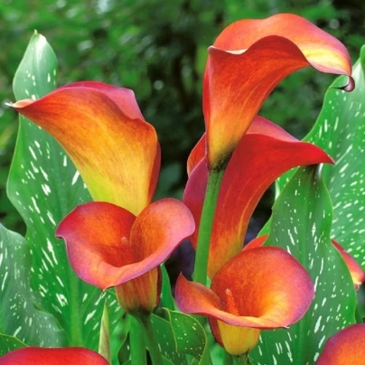 Kala Mango - Zantedeschia - cibuloviny - 1 ks