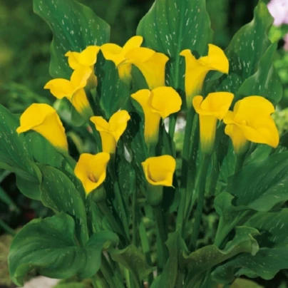 Kala Florex Gold - Zantedeschia - cibuloviny - 1 ks