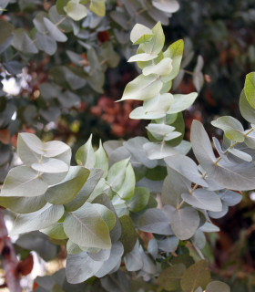 Eukalyptus Silver dollar - Blahovičník - Eucalyptus cinerea - semena - 7 ks