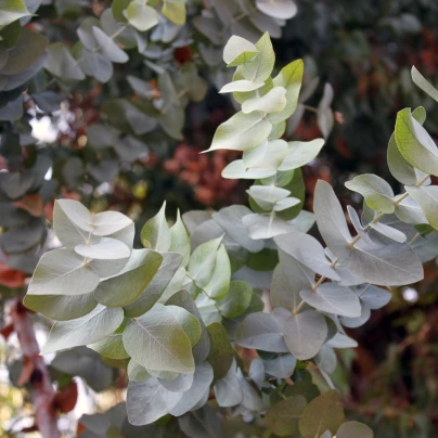 Eukalyptus Silver dollar - Blahovičník - Eucalyptus cinerea - semena - 7 ks