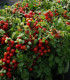 Rajče keříčkové balkónové Tomfall - Solanum lycopersicum - semena - 20 ks