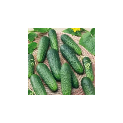 Okurka Najada F1 - Cucumis sativus - semena - 15 ks