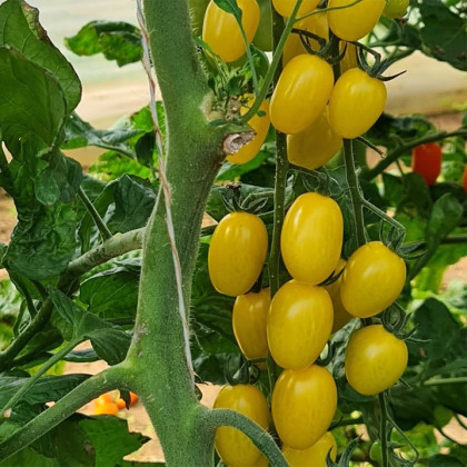 Rajče Dattolime F1 - Solanum lycopersicum - semena - 6 ks
