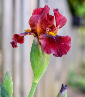 Kosatec německý Red Zinger - Iris germanica - hlízy - 1 ks