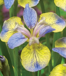 Kosatec Tipped in Blue - Iris sibirica - cibuloviny - 1 ks