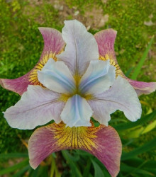 Kosatec Sugar Rush - Iris sibirica - cibuloviny - 1 ks