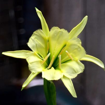 Peruánský narcis Sulphur Queen - Ismena - cibuloviny - 1 ks