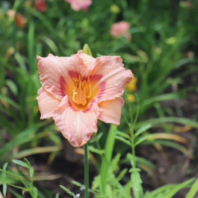 Denivka Longsfield Glory - Hemerocallis - cibuloviny - 1 ks