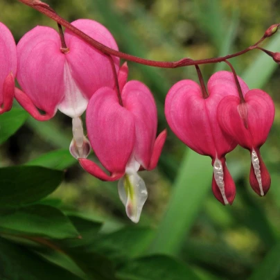 Srdcovka nádherná - Dicentra spectabilis - cibuloviny - 1 ks