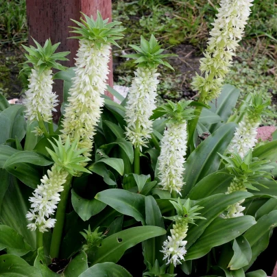 Chocholatice Autumnalis - Eucomis - cibuloviny - 1 ks