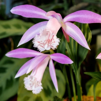 Plejonka - Pleione formosana - cibuloviny - 1 ks