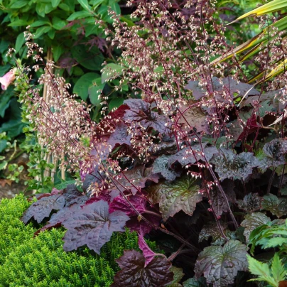 Dlužicha Purple Palace - Heuchera - prostokořenné sazenice - 1 ks