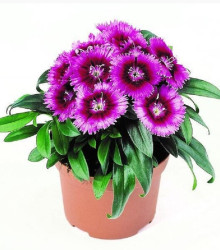 Hvozdík Chiba Purple Picotee F1 - Dianthus - semena - 18 ks