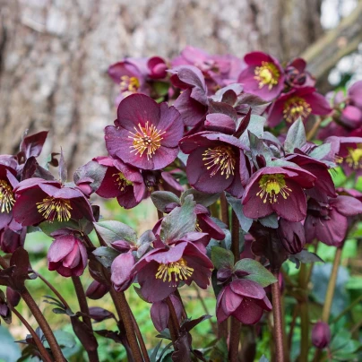 Čemeřice nachová - Helleborus purpurascens - prostokořenné sazenice - 1 ks