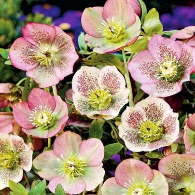 Čemeřice východní - Helleborus orientalis - prostokořenné sazenice - 1 ks