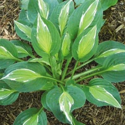 Funkie - Bohyška - Hosta Snake Eyes - cibuloviny - 1 ks