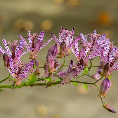 Liliovka srstnatá - Tricyrtis hirta - prostokořenné sazenice - 1 ks