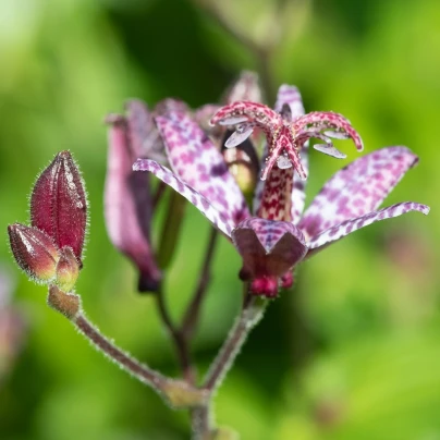 Liliovka Dark Beauty - Tricytris formosana - prostokořenné sazenice - 1 ks