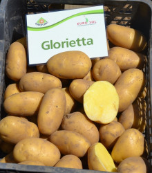 BIO Sadbové brambory Glorietta - Solanum tuberosum - bio brambory - 10 ks