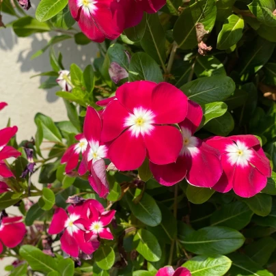 Barvínek Volante Burgundy Halo - Catharanthus - semena - 30 ks