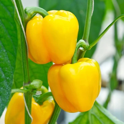 Paprika Beluga Yellow F1 - Capsicum annuum - semena - 5 ks