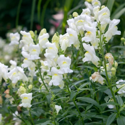 Hledík větší Leo F1 White - Antirrhinum majus - semena - 20 ks