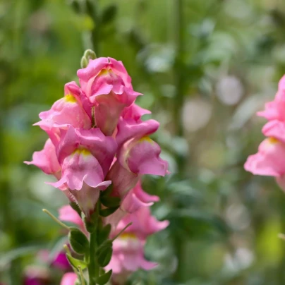 Hledík větší Rocket F1 Rose - Antirrhinum majus - semena - 20 ks