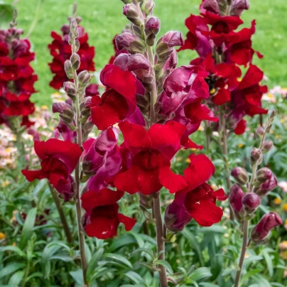 Hledík větší Rocket F1 Red - Antirrhinum majus - semena - 20 ks