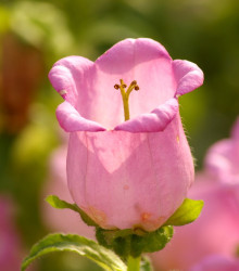 Zvonek zahradní Champion F1 Pink - Campanula medium - semena - 15 ks