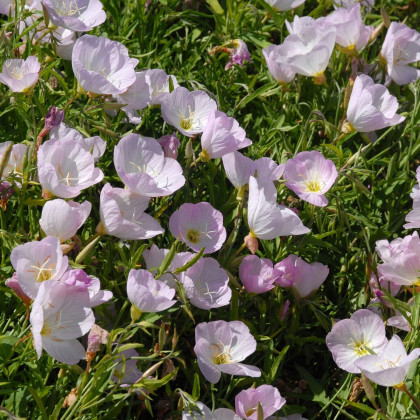 Pupalka růžová kobercová - Oenothera speciosa - semena - 50 ks