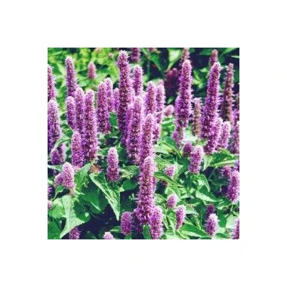 Agastache mexická Bavaria - Agastache mexicana - semena - 30 ks