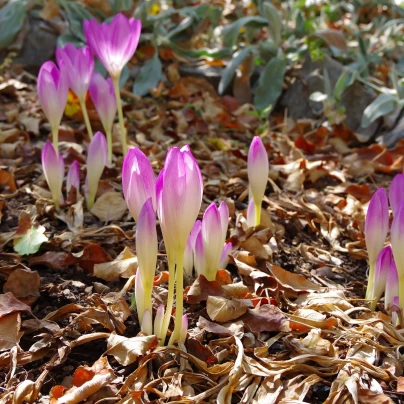 Ocún Byzantium - Colchicum Cilicium - cibuloviny - 1 ks