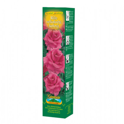 Růže velkokvětá tmavě růžová - Rosa - prostokořenné sazenice - 1 ks
