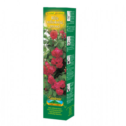 Růže velkokvětá pnoucí červená - Rosa - prostokořenné sazenice - 1 ks