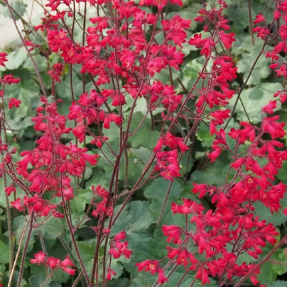 Dlužicha Coral Forest - Heuchera - semena - 20 ks